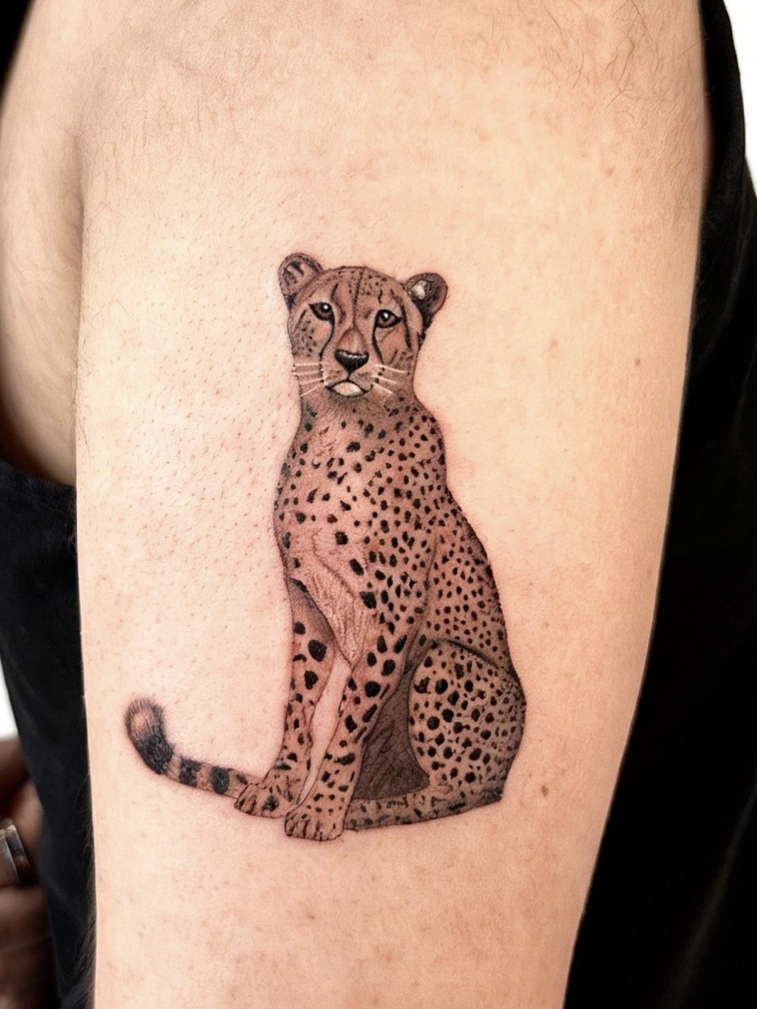 Black and grey micro-realism cheetah tattoo, seated, on upper arm